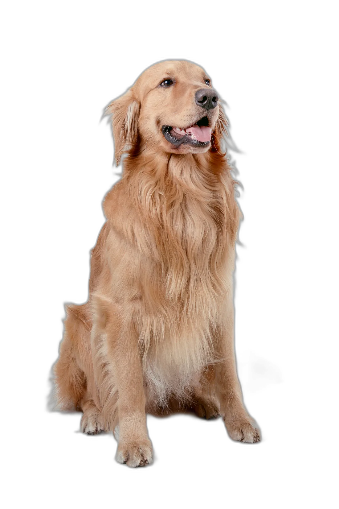 A happy golden retriever — a Bluebell patient